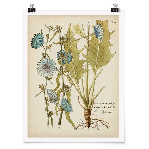 Poster - Vintage Botanica In Blue Cicoria - Verticale 4:3