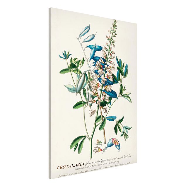Lavagna magnetica per ufficio Illustrazione botanica vintage Legumi