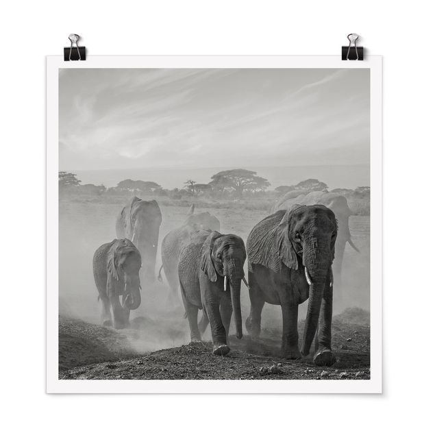 Poster - Branco di elefanti - Quadrato 1:1