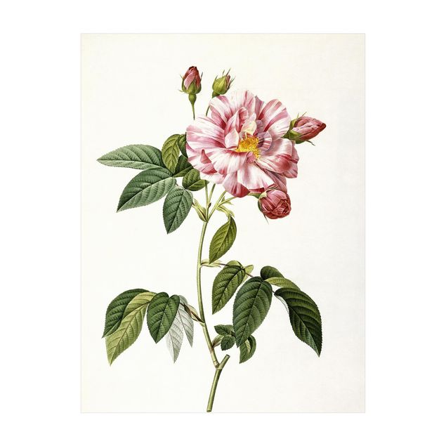 Tappeto rosa cameretta Pierre Joseph Redoute - Rosa gallica rosa