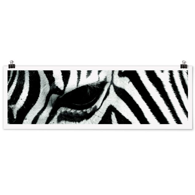 Poster - zebra - Panorama formato orizzontale