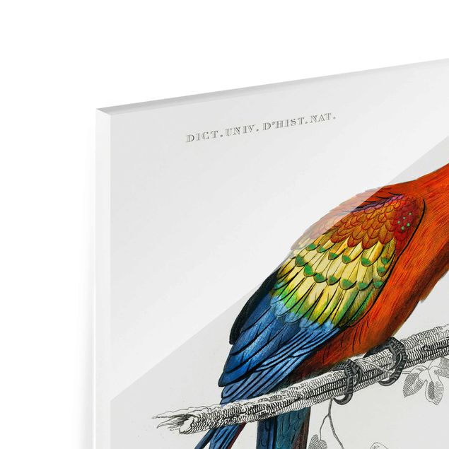Quadro in vetro - Consiglio d'epoca pappagallo Blu Rosso - Orizzontale 2:3