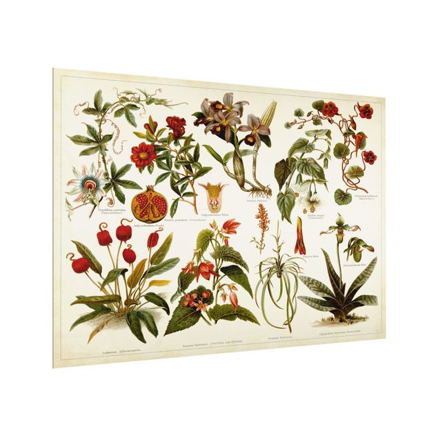 Paraschizzi in vetro - Vintage Board Tropical Botany II
