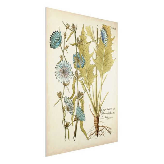 Stampa su Forex - Vintage Botanica In Blue Cicoria - Verticale 4:3