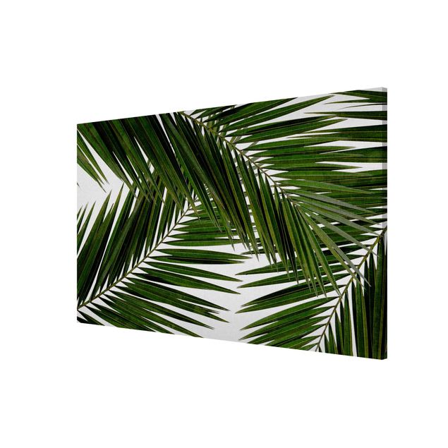 Lavagna magnetica - Scorcio tra foglie di palme verdi