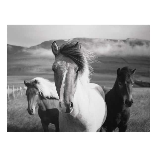 Stampa su alluminio - Cavalli selvaggi in bianco e nero