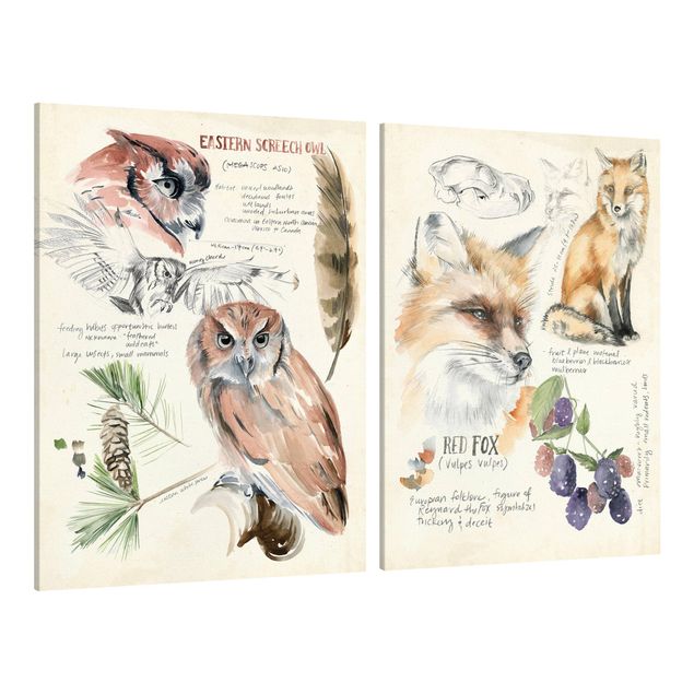 Riproduzione quadri su tela Diario della natura selvaggia - Gufo e volpe Set I