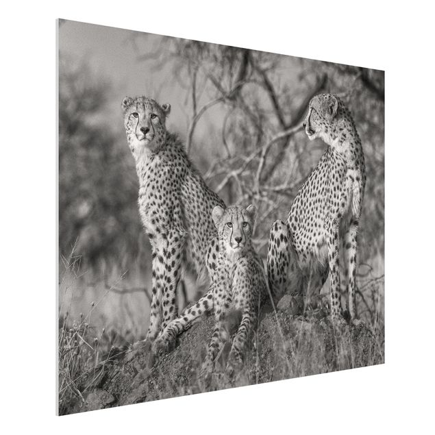 Quadri animali Tre ghepardi