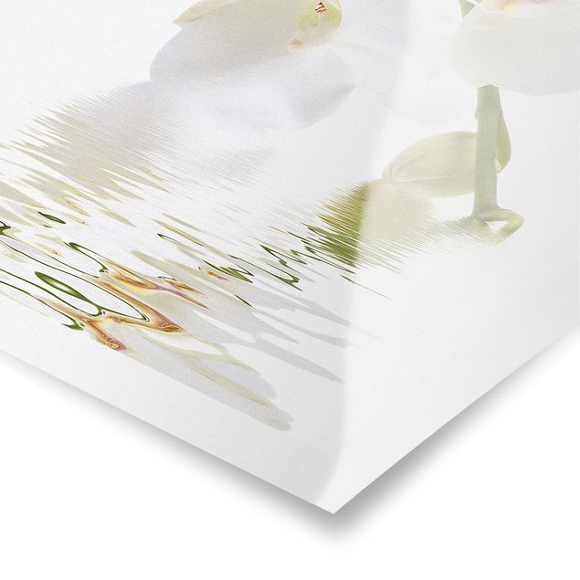 Poster - White Orchid Waters - Verticale 3:2