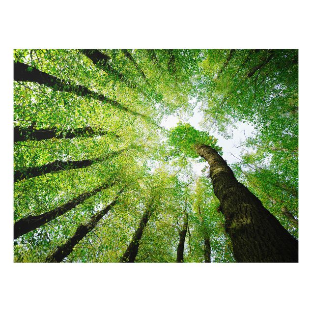 Quadro in forex - Trees Of Life - Orizzontale 4:3