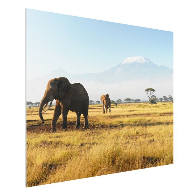 Quadri animali Elefanti di fronte al Kilimangiaro in Kenya