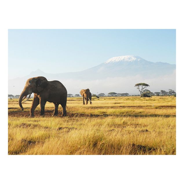 Quadro in forex - Elephants in front of the Kilimanjaro in Kenya - Orizzontale 4:3