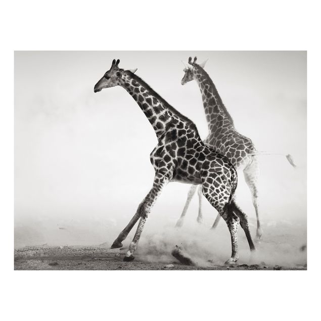 Quadro in forex - Giraffe hunting - Orizzontale 4:3