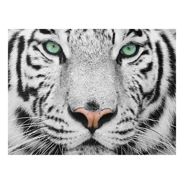 Quadro in forex - White Tiger - Orizzontale 4:3