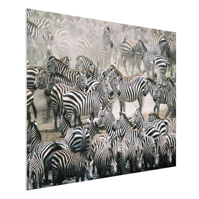 Quadri animali Branco di zebre