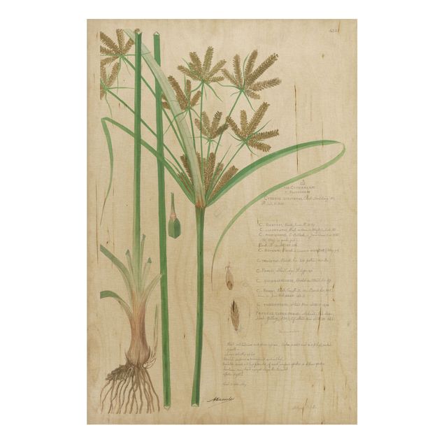 Stampa su legno - Vintage Botanica Disegno Erbe I - Verticale 3:2