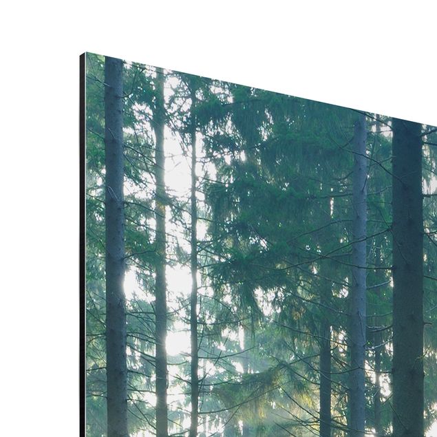 Quadro in alluminio - Enlightened Forest