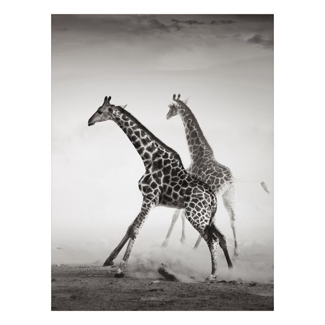 Quadro in alluminio - Giraffe hunting