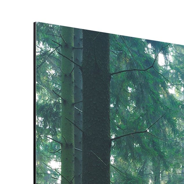 Quadro in alluminio - Enlightened Forest