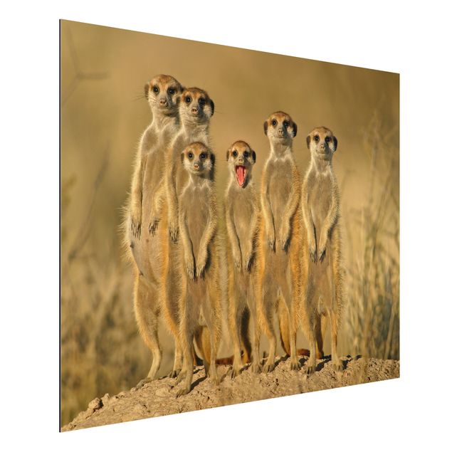 Quadri animali Meerkat Family