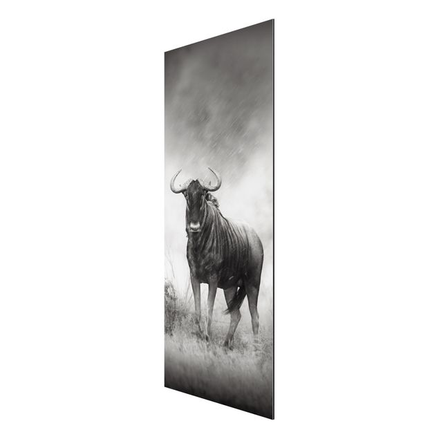 Quadro in alluminio - Staring Wildebeest