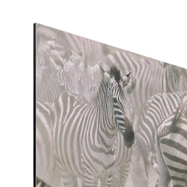 Quadro in alluminio - Zebra Herd
