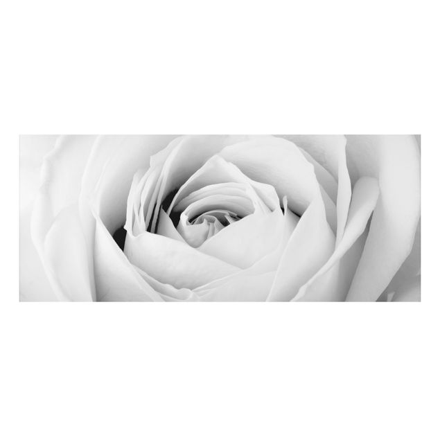 Quadro in alluminio - Close Up Rose