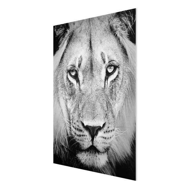 Quadro in forex - Old lion - Verticale 3:4