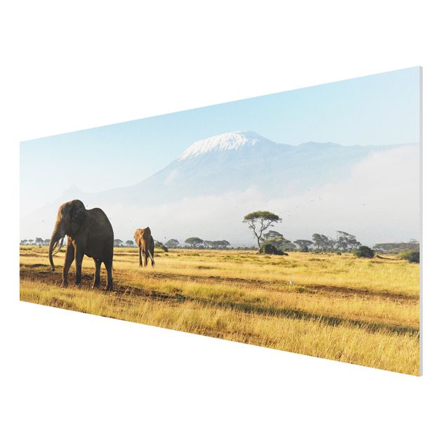 Quadro in forex - Elephants in front of the Kilimanjaro in Kenya - Panoramico