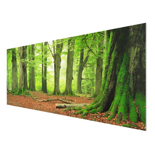 Quadro in forex - Mighty Beech Trees - Panoramico