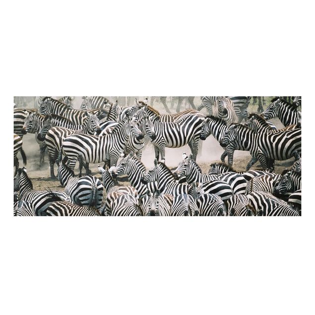 Quadro in forex - Zebra herd - Panoramico