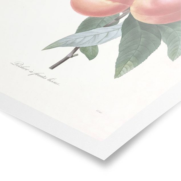Poster - Botanica illustrazione d'epoca Peach - Verticale 4:3