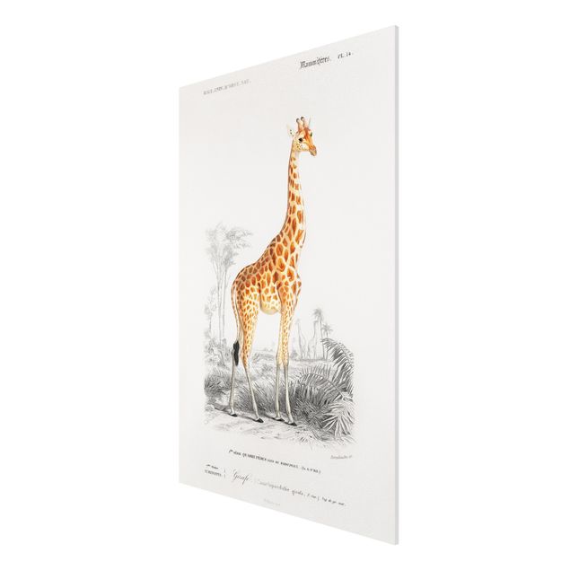 Stampa su Forex - Vintage Consiglio Giraffe - Verticale 3:2