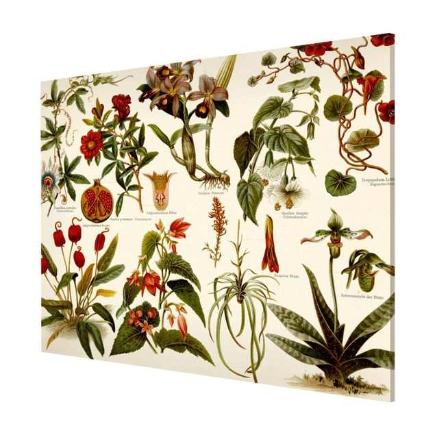 Lavagna magnetica - Vintage Consiglio Tropical Botanica II - Formato orizzontale 3:4