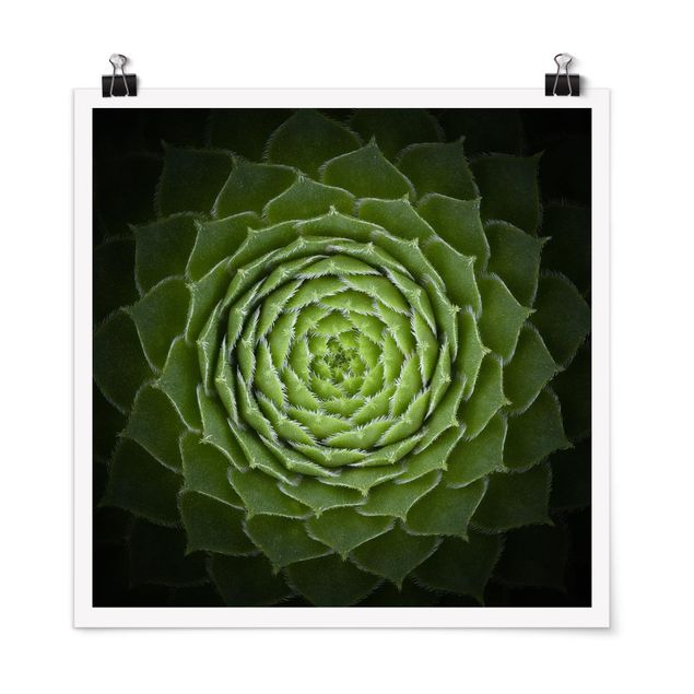 Poster - Mandala Succulente - Quadrato 1:1