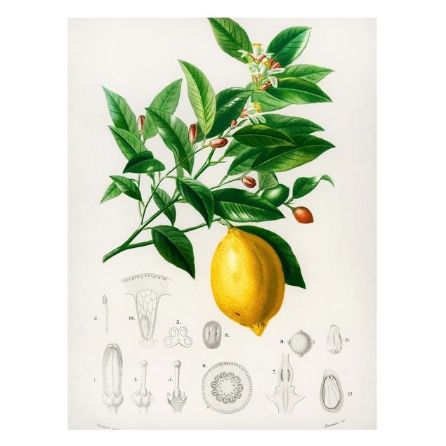 Lavagna magnetica - Botanica Vintage Illustrazione Di Limone - Formato verticale 4:3