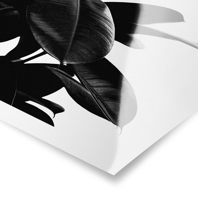 Poster - Foglie dell'albero della gomma bianco e nero - Quadrato 1:1