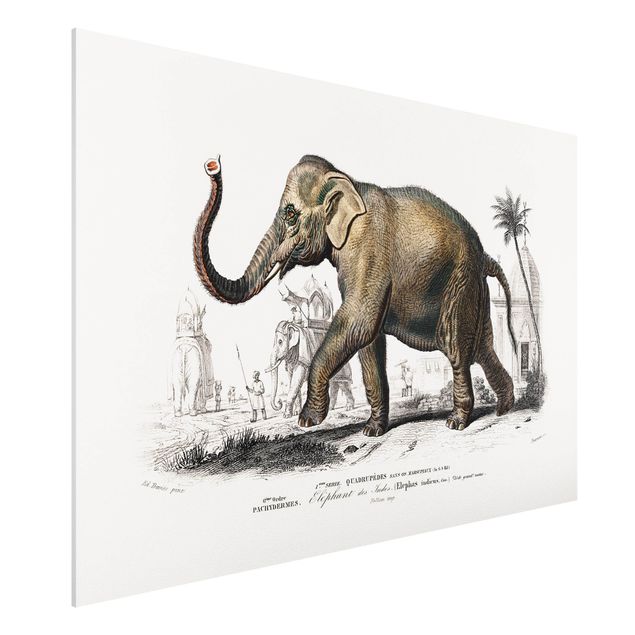 stampe animali Bacheca vintage Elefante