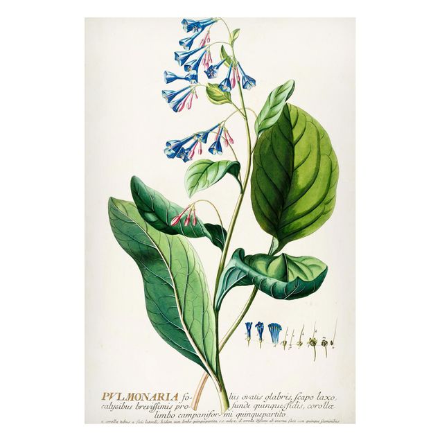 Lavagna magnetica - Vintage botanica Lungwort - Formato verticale 2:3