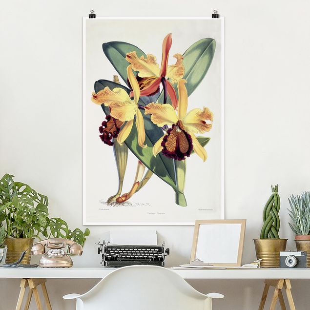 Poster illustrazioni Walter Hood Fitch - Orchidea