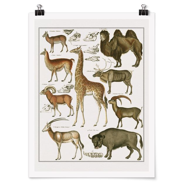 Poster - Vintage Consiglio giraffa, cammello e Llama - Verticale 4:3