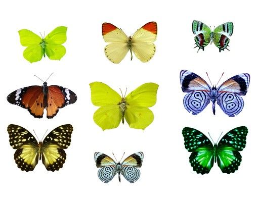 Adesivi da finestra no.32 butterflies set1