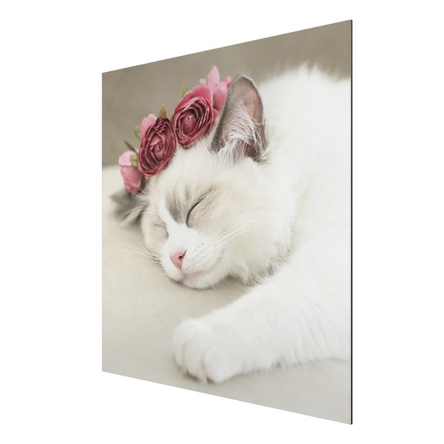 Stampa su alluminio - Gatto che dorme con rose