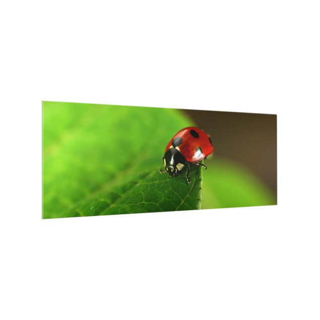 Paraschizzi in vetro - Ladybird