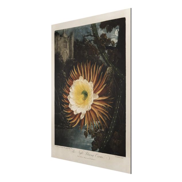 Stampa su alluminio spazzolato - Botanica illustrazione d'epoca Kaktusblüte - Verticale 4:3