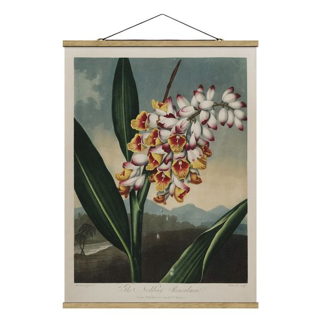 Foto su tessuto da parete con bastone - Botanica illustrazione d'epoca fiore dello zenzero - Verticale 4:3