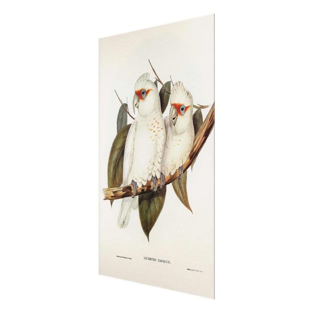 Quadro in vetro - Illustrazione Vintage White Cockatoo - Orizzontale 2:3