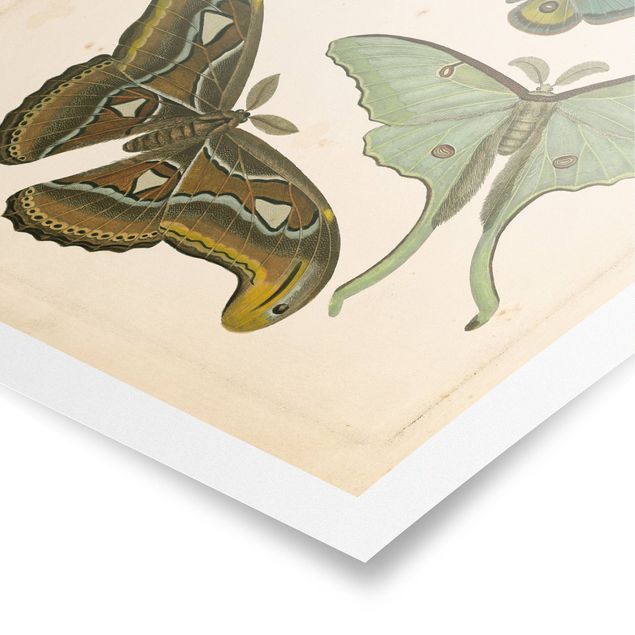 Poster - Vintage Illustrazione di farfalle esotiche II - Verticale 4:3