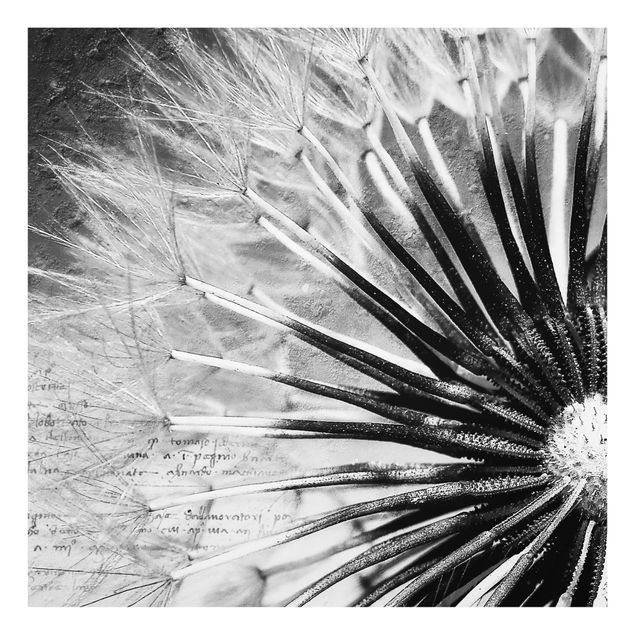 Paraschizzi in vetro - Dandelion Black & White