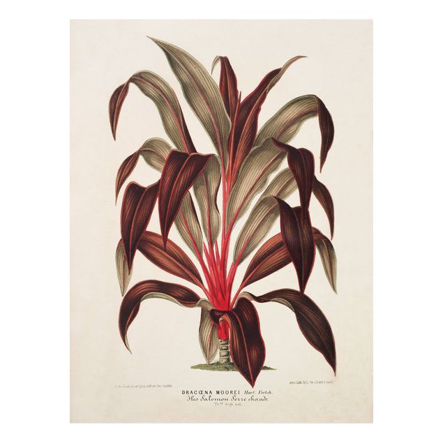 Stampa su Forex - Botanica Vintage Illustrazione del drago Albero - Verticale 4:3